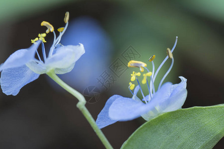 Commelinaerectadayflower的特写镜头图片