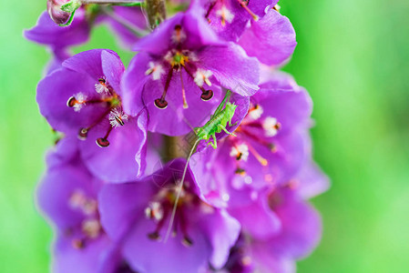 盛开的淡紫色毛蕊花近景图片