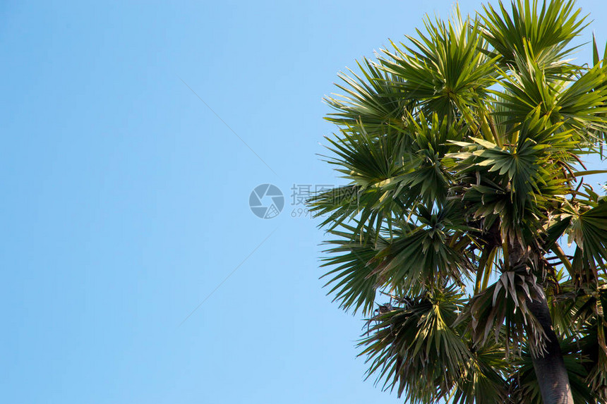 在清澈的蓝天背景下的棕榈树图片