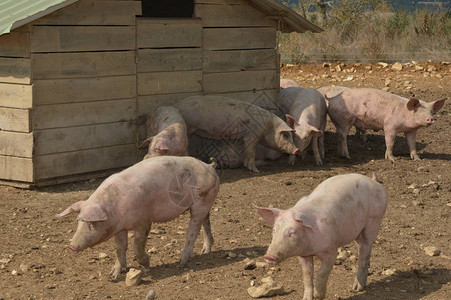 猪在自然环境中法国南部背景图片