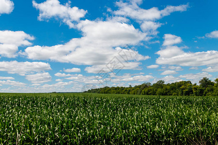 青绿色玉米田绿地和蓝天图片