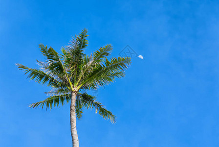 绿色热带棕榈树和月亮图片