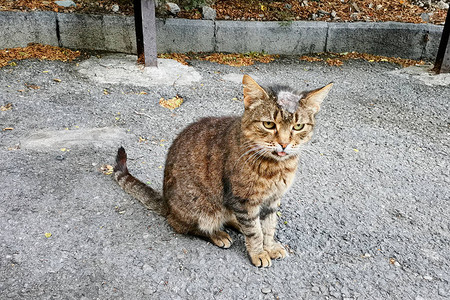 病猫在街上头带状疱疹图片