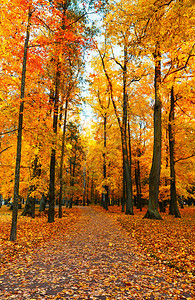 秋天风景美丽的城市公园和黄叶落下图片
