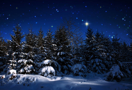 冬天的森林有雪覆盖的冷杉树和星的天空背景图片