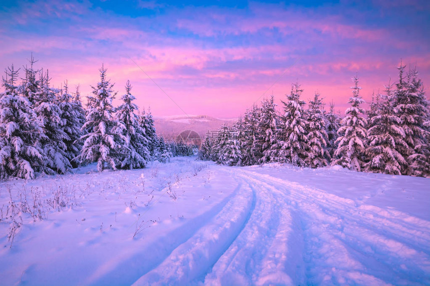 在神奇的粉红色晨光中穿过喀尔巴阡山脉的高山森林的雪路雄伟的冬季景图片