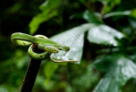 绿色的毒蛇留在木材顶端以绿色背景和复制空间看右侧高清图片