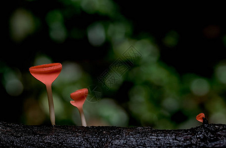 粉红烧焦杯或蘑菇杯的蘑菇生长在木材和森林内深图片