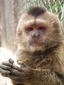 一只猴子南美委内瑞拉愤怒但可爱的动物非图片