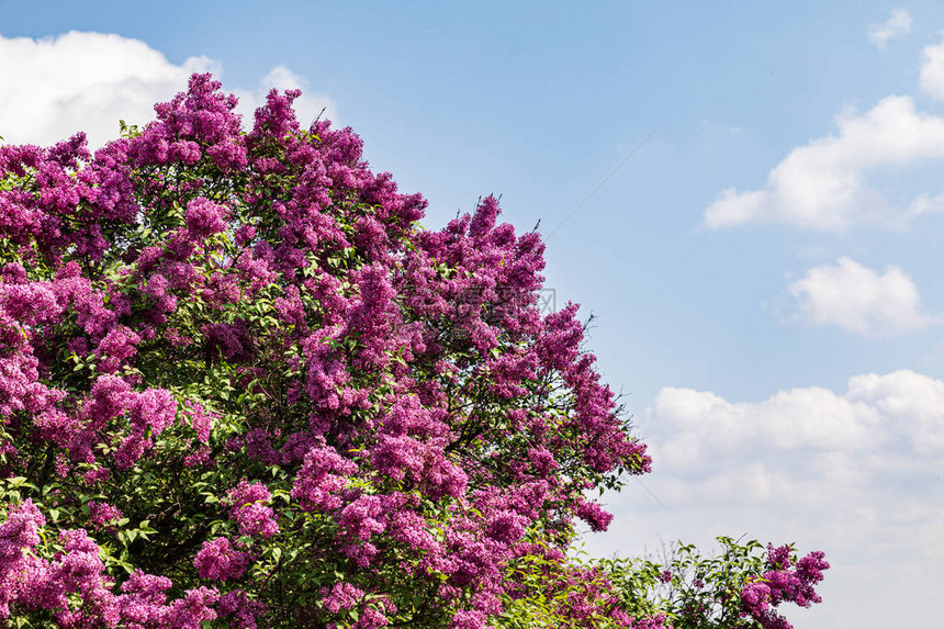 粉红色丁香开花分支的软焦点图像春天盛开的丁香树花丁香图片