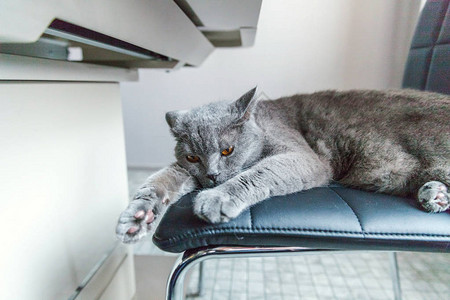 英国猫睡在家中的黑色现代椅子上图片素材