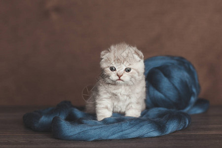 蓝色毛线包裹的可爱英国小猫图片