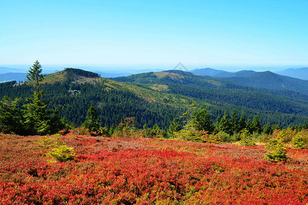 Wald的秋天风景图片