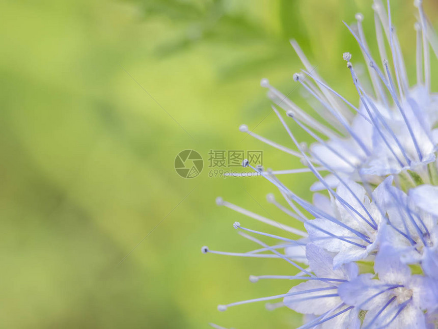Phacelia蓝色花朵大型摄影学图片