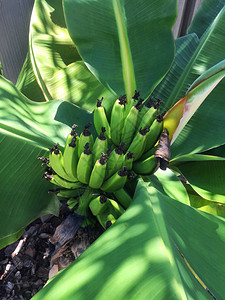充满活力的绿色香蕉生长在后图片
