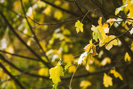下雨天的秋黄叶图片