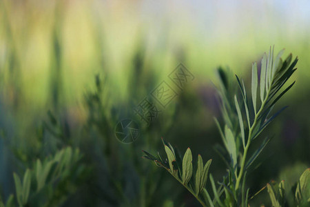 美丽的绿色背景和草叶阳光下植物的飞图片