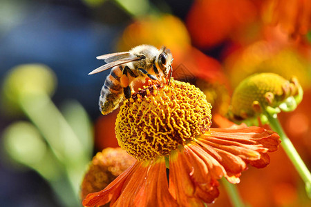 采集橙花蜜蜂的花蜜图片