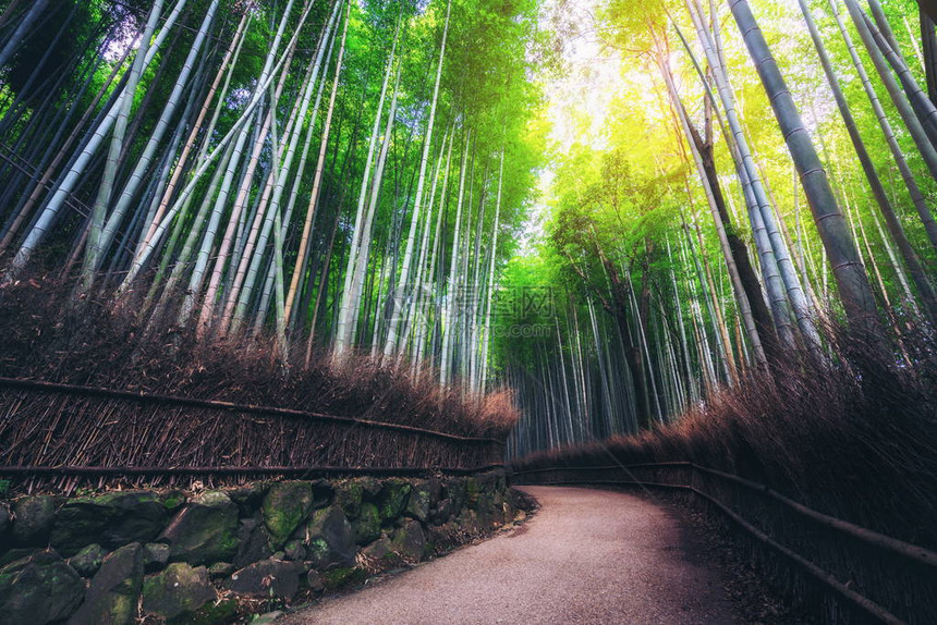 日本京都岚山竹林名胜图片