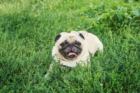 夏天草地上的狗哈巴狗图片