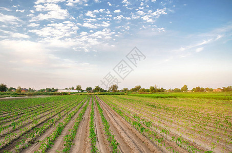 成排的年轻胡椒生长在田野里在农场种植有机生物蔬菜农业和农业幼苗乌克兰图片