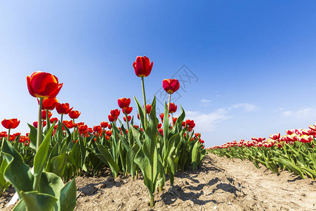 春时荷兰花田荷兰的荷兰红白火热郁金香图片