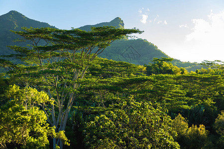 毛里求斯岛的雨林树冠和山图片