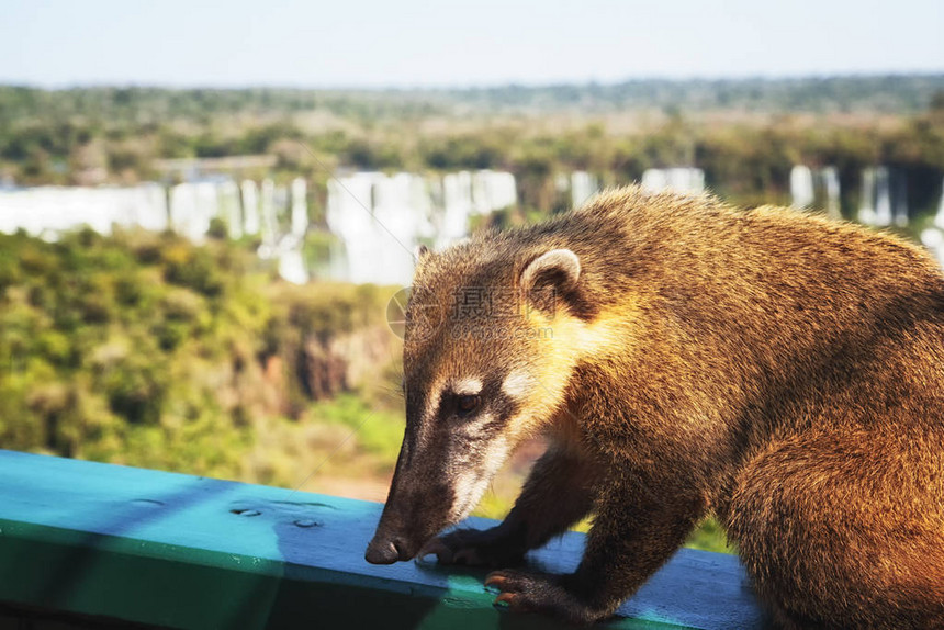 Coati是阿根廷IguazuFalls公园IguazuNationPuertoIguazu发现的许多类似Raccoo图片