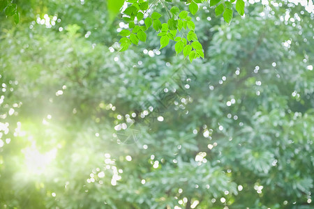 自然景观绿色软木树叶在阳光下模糊的绿色背景上的特写图片