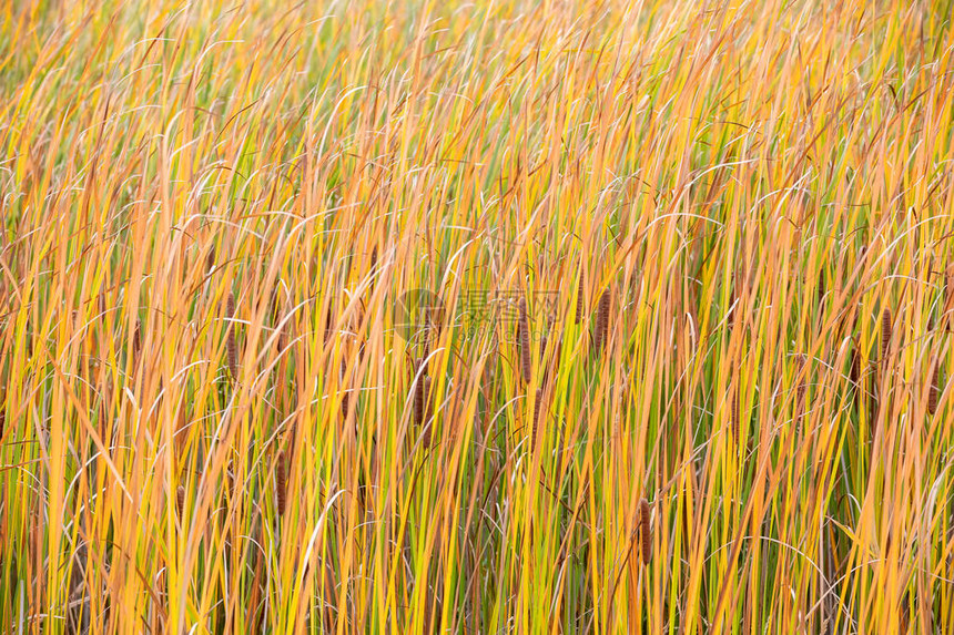 瀑布橙色的稻草在风背景中移动灌木甘蔗在风中吹动图片