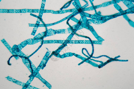 显微镜下的Spirogyra图片