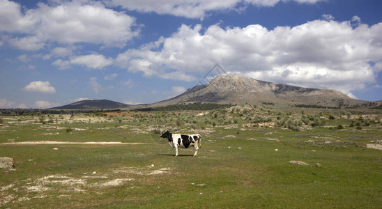 牛在山牧场上吃草图片