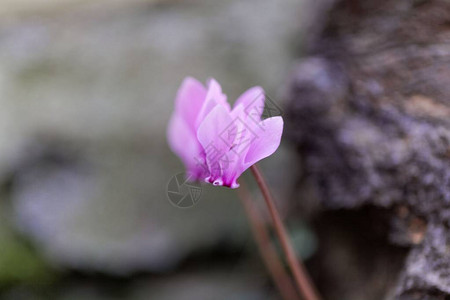 常春藤叶仙客来Cyclamenhederifolium的花图片