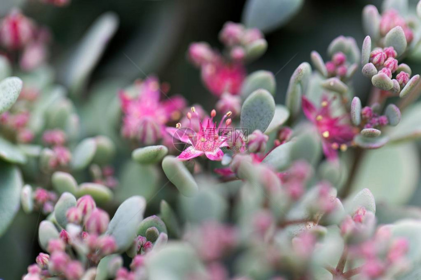 肉质植物Hylotelephiumsieboldii的花图片