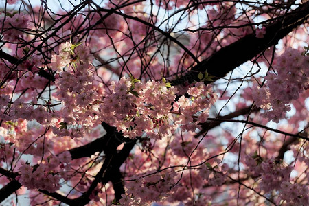 日本樱桃树的花朵普鲁努图片