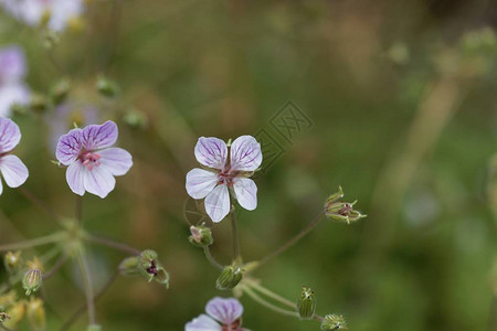 鹳物种Erodiumfoetidum的花图片
