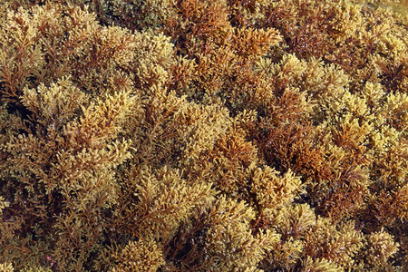 棕色藻类Cystoseira图片