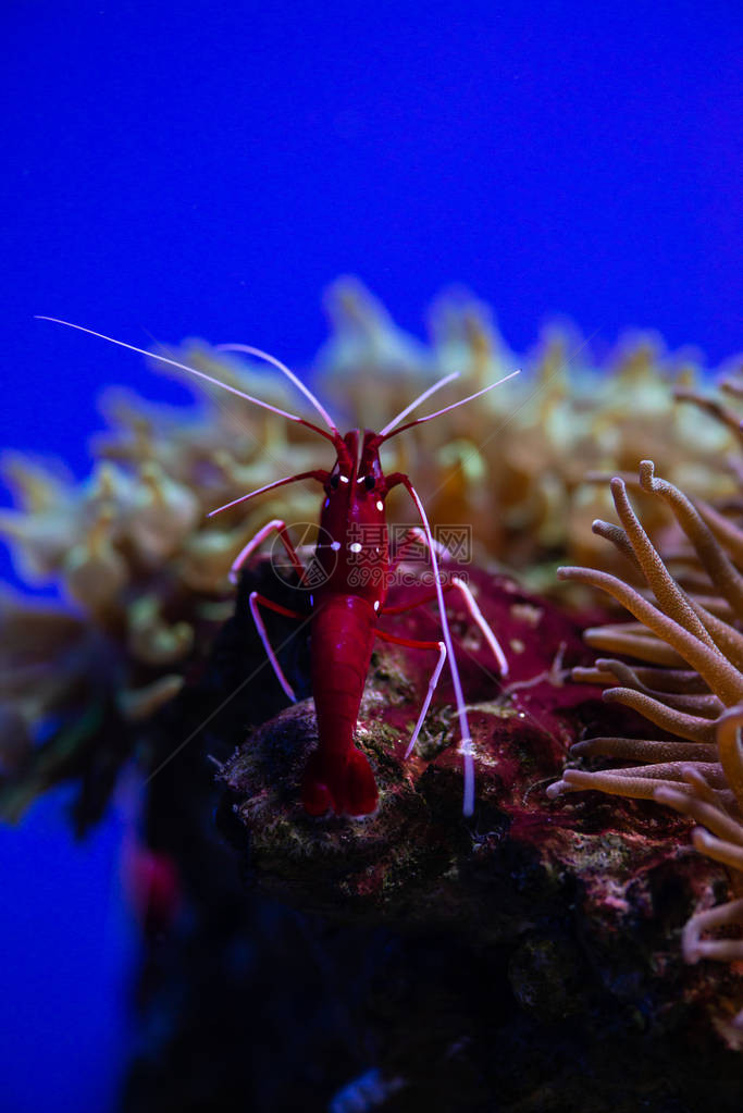 Lysmatadebelius清洁虾海洋生命自然图片