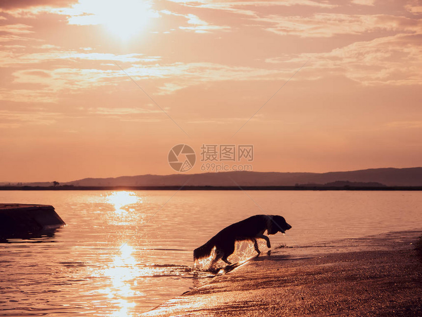 夏日落时分一只狗从湖里跑出来图片