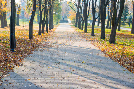 秋季城市公园落叶小巷图片
