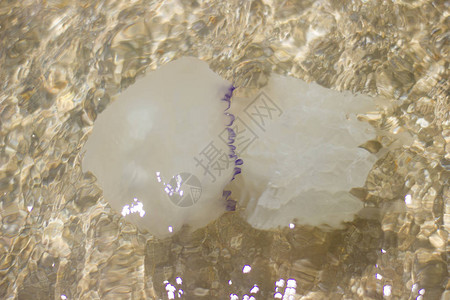 水下Jellyfishmedusarhizostomeae户外水海图片