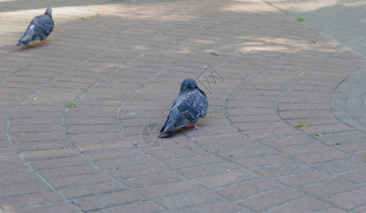 公园人行道上的灰鸽图片