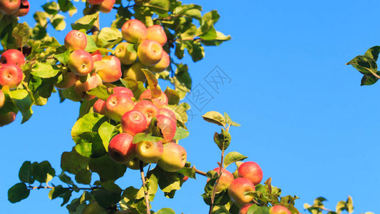 树枝上的苹果与蓝色天空相对农业自然背景NAMEOFTRANS图片