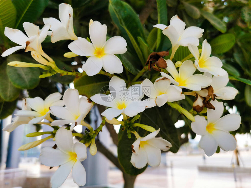 热带花朵frangipani花卉图片