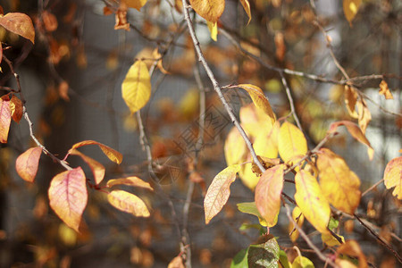 美丽的秋天背景有橙色和黄图片