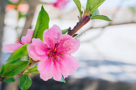 盛开的粉红色梅花背景模糊图片