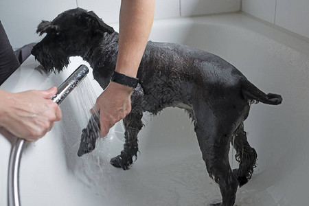黑Schnauzer狗在散步后洗澡图片