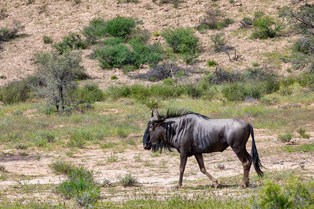 卡拉哈里Kalahari的蓝色大野生动物园图片