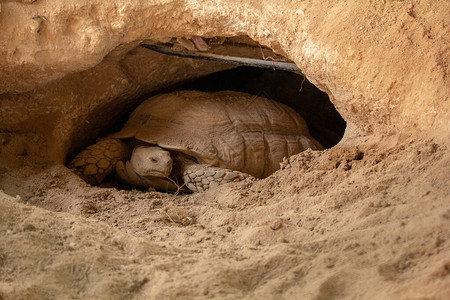 卡塔尔沙漠中的甜点龟图片