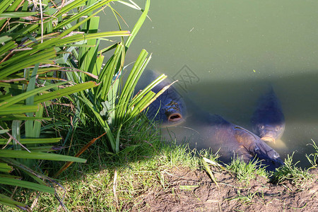 池塘里的鲤鱼游到岸边图片